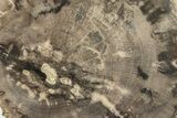 Polished Petrified Wood (Dicot) Round - Texas #289417-1